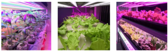 植物照明：植物生长灯，植物补光再次加速跑起是什么原因？